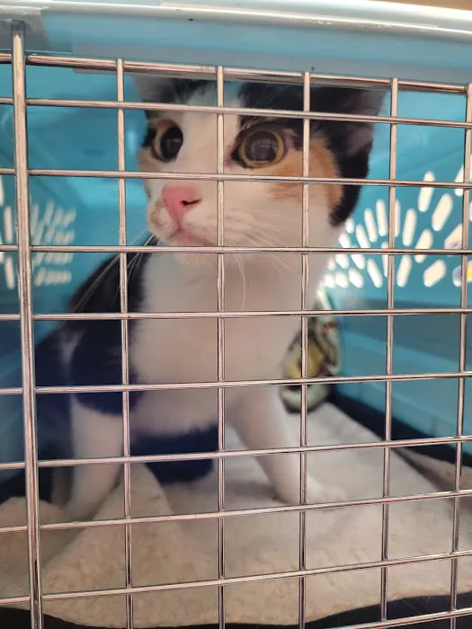 Animal Medical Clinic 8