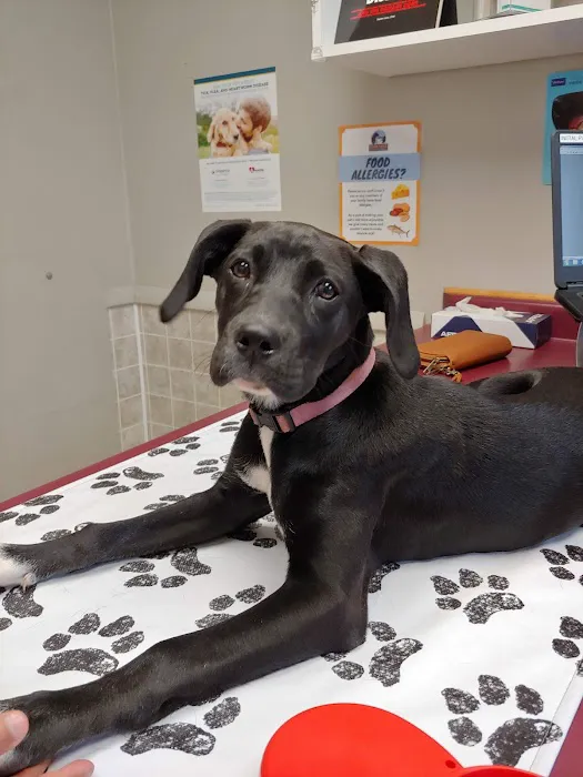 VCA Klingele Animal Hospital 2