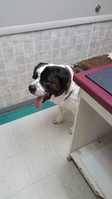 VCA Klingele Animal Hospital 3