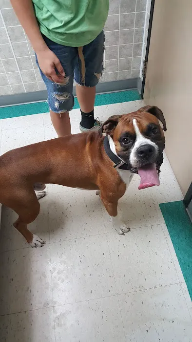 VCA Klingele Animal Hospital 6