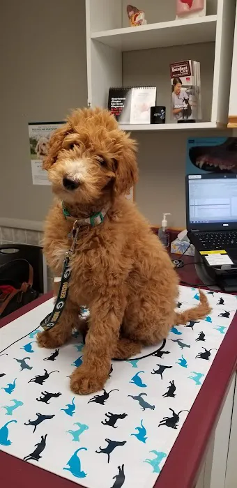 VCA Klingele Animal Hospital 4