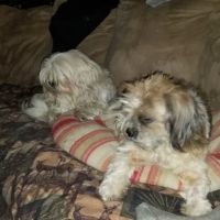 Western Illinois Veterinary Clinic ico