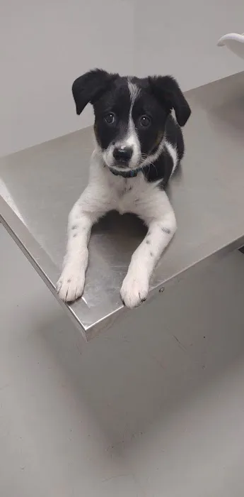 Western Illinois Veterinary Clinic 6