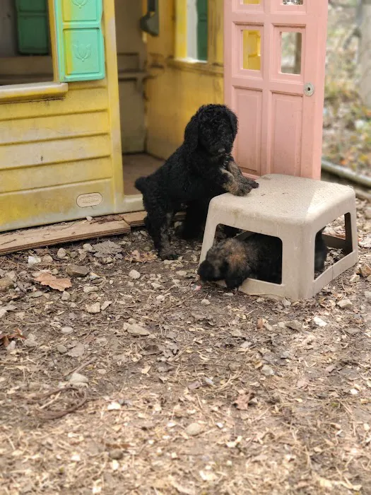Veterianary Clinic 8
