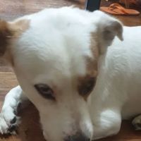Boonslick Animal Hospital ico