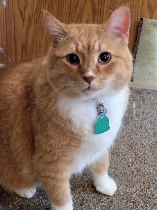Cooper County Animal Hospital 8