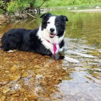 North Arkansas Veterinary Clinic ico