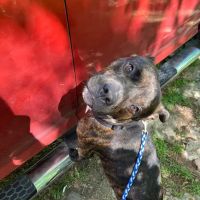 Riverview Animal Clinic ico
