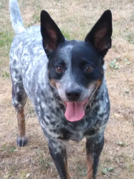 Riverview Animal Clinic 5