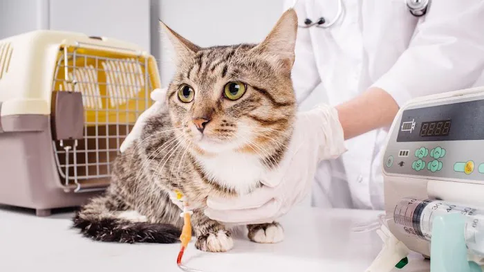 Barry County Veterinary Service PC 3