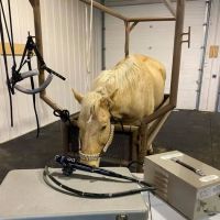 Smith Equine and Veterinary Services LLC ico