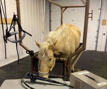 Smith Equine and Veterinary Services LLC