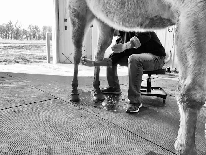 Smith Equine and Veterinary Services LLC 5