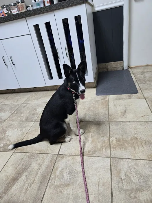 Carthage Animal Hospital 1