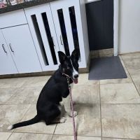 Carthage Animal Hospital ico
