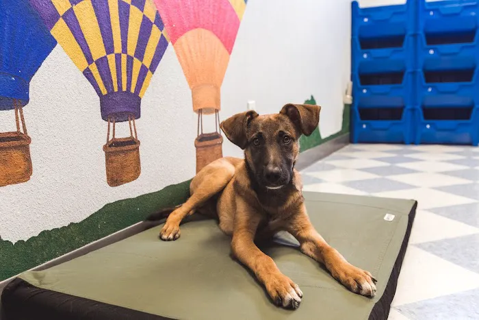 Central Pet Care 4