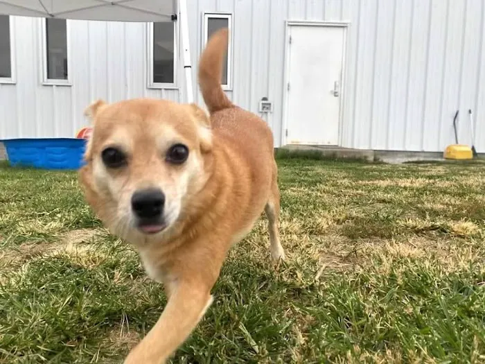 Central Pet Care 9