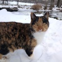 Pawsitive Care Vet Clinic ico