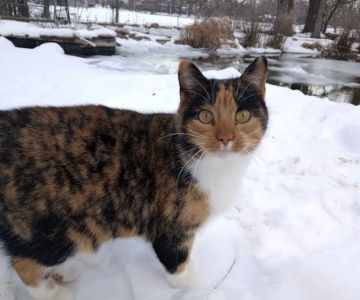 Pawsitive Care Vet Clinic
