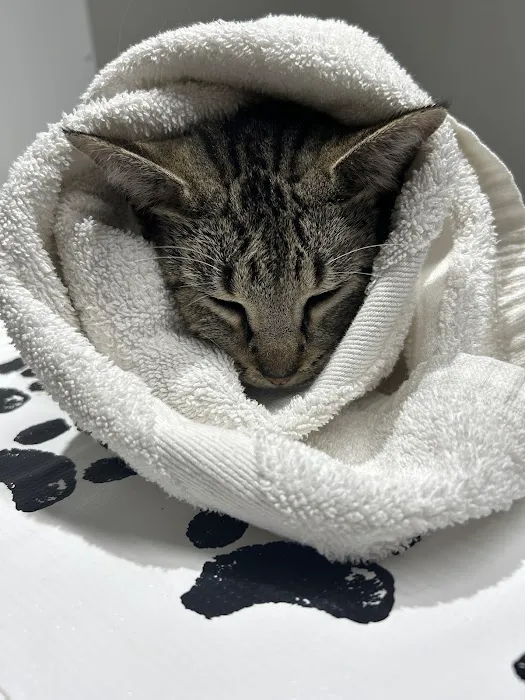 Pawsitive Care Vet Clinic 6