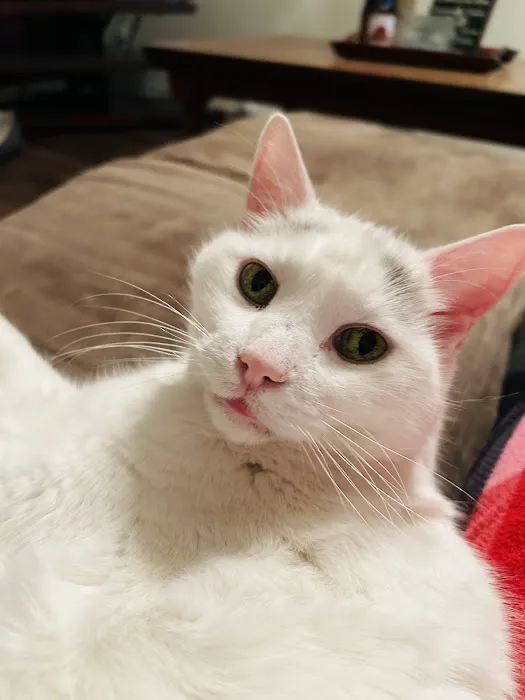 Pawsitive Care Vet Clinic 8
