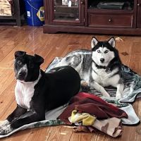 Animal Hospital ico