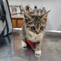 Pet Clinic of Neosho ico