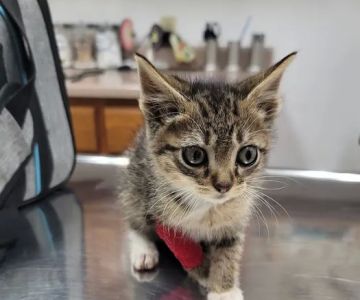 Pet Clinic of Neosho