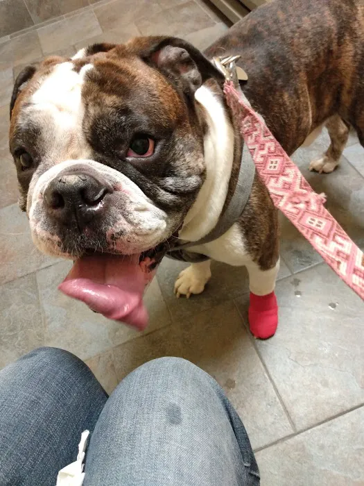 Cornerstone Animal Hospital 1