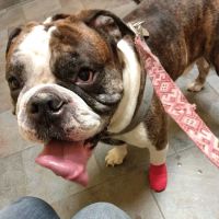 Cornerstone Animal Hospital ico