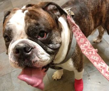 Cornerstone Animal Hospital