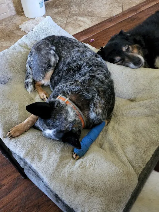 Cornerstone Animal Hospital 6