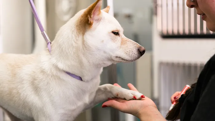 Paws Veterinary Clinic & Grooming Spa 3