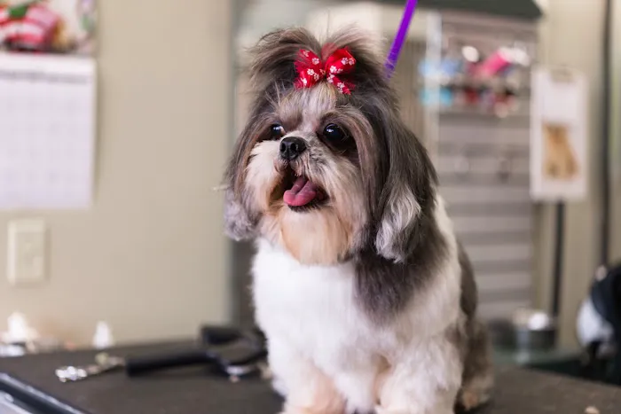 Paws Veterinary Clinic & Grooming Spa 1