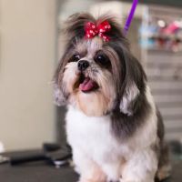 Paws Veterinary Clinic & Grooming Spa ico