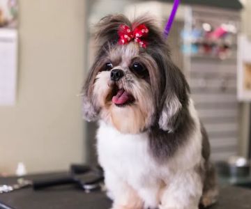 Paws Veterinary Clinic & Grooming Spa