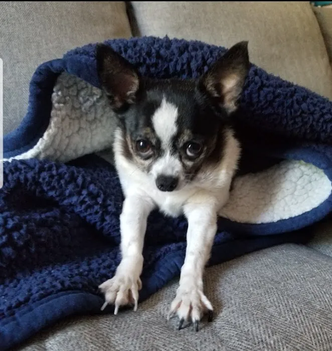 Paws Veterinary Clinic & Grooming Spa 4