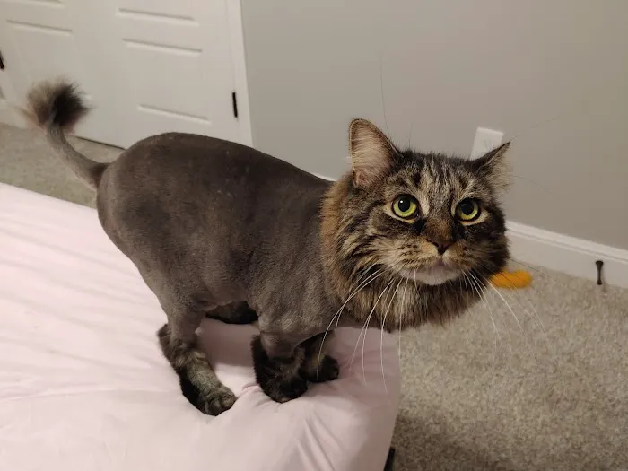 Paws Veterinary Clinic & Grooming Spa 8