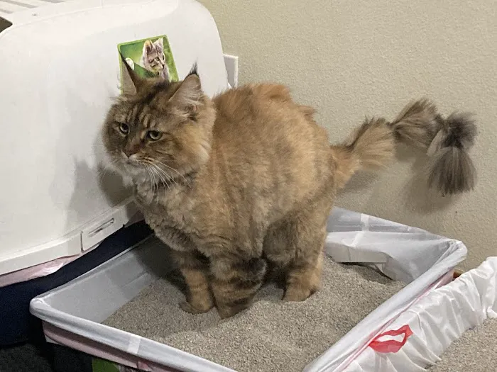 Paws Veterinary Clinic & Grooming Spa 9