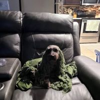 Mutt Medics ico