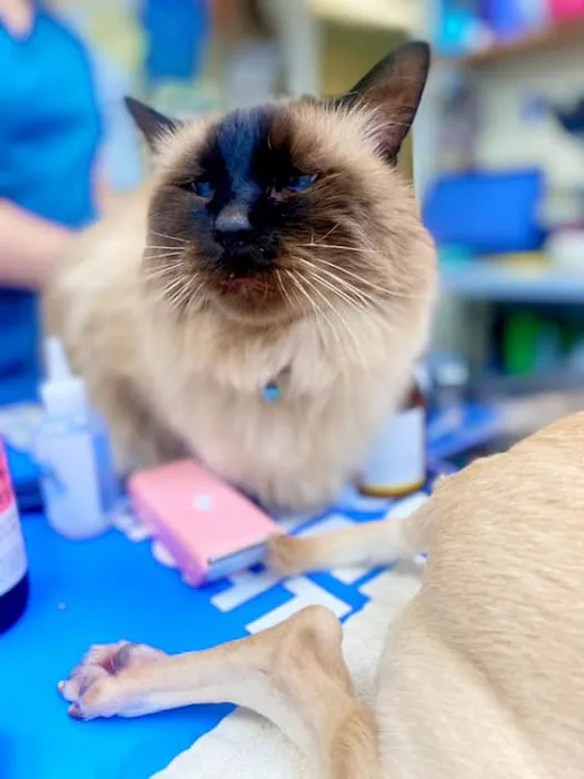 Academy Animal Hospital 10