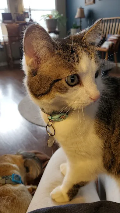 Madison Pet Clinic: Stiens Julia A DVM 1