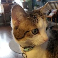 Madison Pet Clinic: Stiens Julia A DVM ico