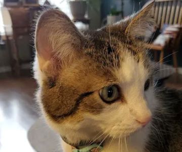 Madison Pet Clinic: Stiens Julia A DVM