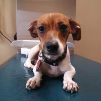 River's Edge Veterinary Hospital ico