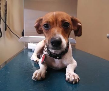 River's Edge Veterinary Hospital