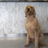 Heartland Veterinary Hospital ico