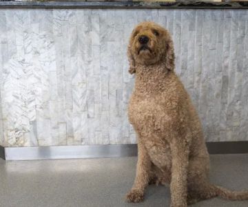 Heartland Veterinary Hospital