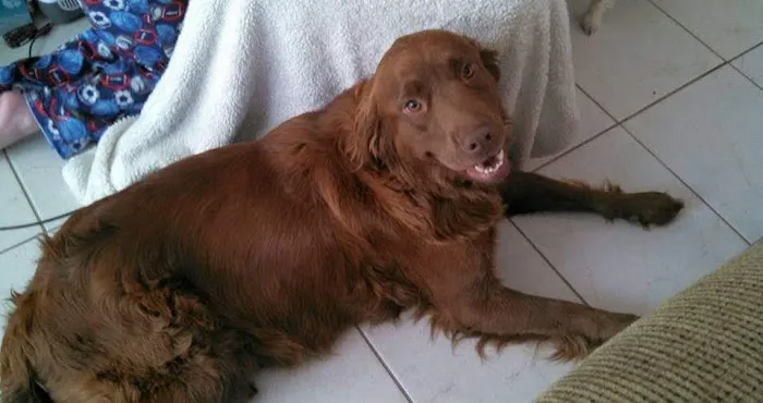 Heartland Veterinary Hospital 10