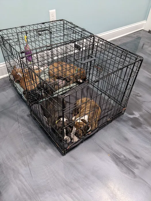 Progressive Animal Healthcare 1